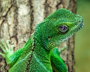 Lézard observateur - Pascal David